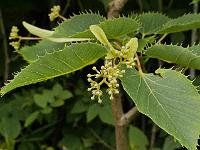 tilia_henryi