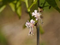 ungnadia_speciosa