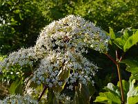 viburnum_betulifolium