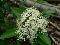 viburnum_cassinoides