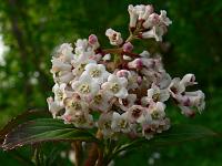 viburnum_chingii