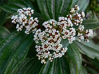 viburnum_davidii