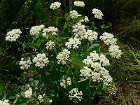 viburnum_dendatum_blue_muffin