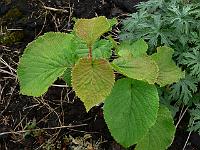 viburnum_furcatum