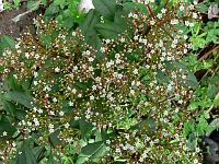 viburnum_globosum_jermyns_globe