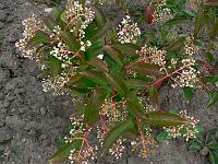 2009-06-29_15-30-22_0077