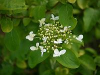 viburnum_keteleeri