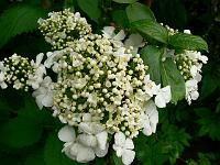 viburnum_macrocephalum