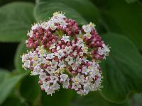 viburnum_nervosum