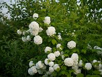 viburnum_opulus_roseum