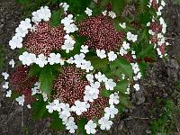 viburnum_sargentii_onondaga