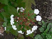 viburnum_sargentii_onondaga