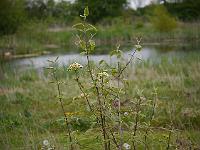 viburnum_veitchii