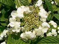 viburnum-nanum-semperflorens