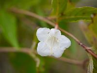 weigela_bristol_snowflake