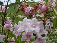 weigela_florida_variegata