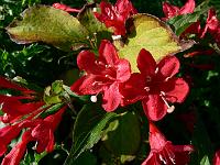 weigela_red_prince