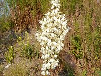 yucca_filamentosa