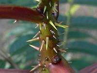 zanthoxylum-ailanthoides