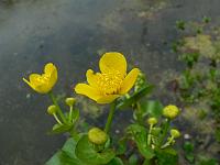 caltha_palustris_-_engkabbeleje