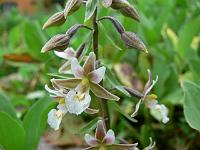 epipactis_palustris_-_sumphullaebe