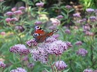 15-08-05canon_098