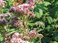 15-08-05canon_106