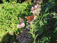 15-08-05canon_109