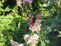 15-08-05canon_111