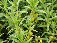 lysimachia_thyrsiflora_-_dusk-fredloes