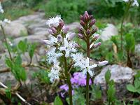 menyanthes_trifoliata_-_bukkeblad