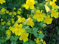 mimulus_luteus_-_abeblomst