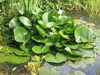 nymphaea_alba_-_hvid_noekkerose