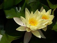 nymphaea_marliacea_chromatella_-_gul_noekkerose