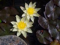 nymphaea_pygmaea_-_dvaergnoekkerose