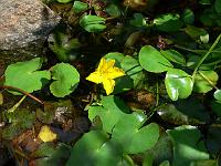 nymphoides_peltata_-_soeblad