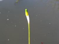 orontium_aquaticum