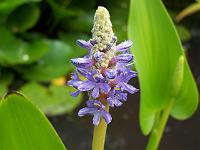 pontederia_cordata_-_hjertevandkaerte_-_vandhyacint