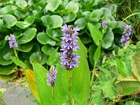 28-07-2006_11-37-55_15