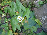 sagittaria_sagittifolia